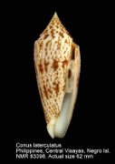 Conus laterculatus (3)